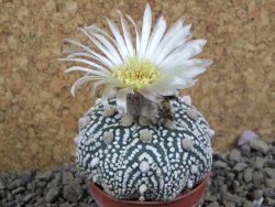 Astrophytum Hanazano Kabuto B  pot 5,5 cm - 12398974