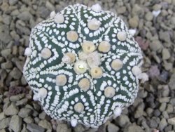 Astrophytum Hanazano Kabuto B  pot 5,5 cm - 12398975