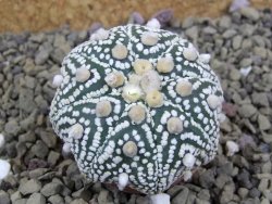 Astrophytum Hanazano Kabuto B  pot 5,5 cm - 12398976