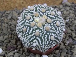 Astrophytum Hanazano Kabuto B  pot 5,5 cm - 12398977