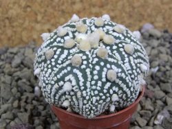 Astrophytum Hanazano Kabuto B  pot 5,5 cm - 12398978