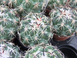 Coryphantha tripugionacantha PP1012 Tepetatita pot 5,5 cm - 12399000