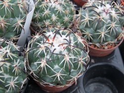 Coryphantha tripugionacantha PP1012 Tepetatita pot 5,5 cm - 12399001