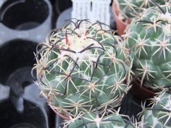 Coryphantha tripugionacantha PP1012 Tepetatita pot 5,5 cm - 12399002