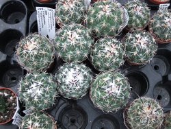 Coryphantha tripugionacantha PP1012 Tepetatita pot 5,5 cm - 12399003