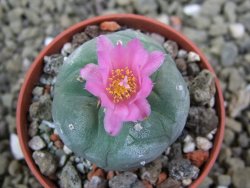 Lophophora fricii pot 5,5 cm - 12399018