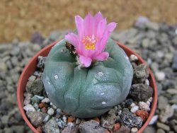 Lophophora fricii pot 5,5 cm - 12399019