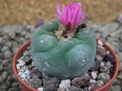 Lophophora fricii pot 5,5 cm - 12399021