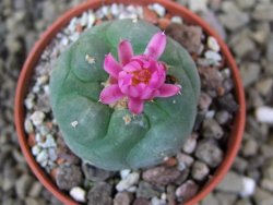 Lophophora fricii pot 5,5 cm - 12399022