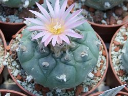 Lophophora fricii pot 6,5 cm - 12399026