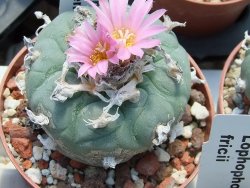 Lophophora fricii pot 6,5 cm - 12399027