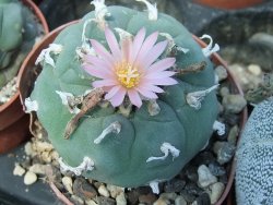 Lophophora fricii pot 6,5 cm - 12399029