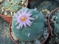 Lophophora fricii pot 6,5 cm - 12399030