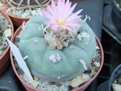 Lophophora fricii pot 6,5 cm - 12399031