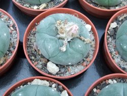 Lophophora williamsii pot 5,5 cm - 12399033