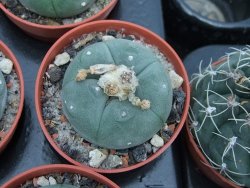 Lophophora williamsii pot 5,5 cm - 12399034