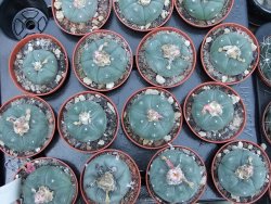 Lophophora williamsii pot 5,5 cm - 12399035