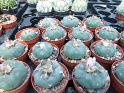 Lophophora williamsii pot 5,5 cm - 12399036