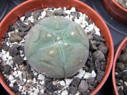 Lophophora williamsii pot 5,5 cm - 12412184