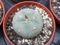 Lophophora williamsii pot 5,5 cm - 12412185