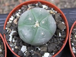Lophophora williamsii pot 5,5 cm - 12412188