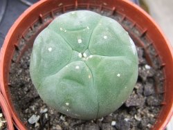 Lophophora williamsii pot 5,5 cm - 12412192
