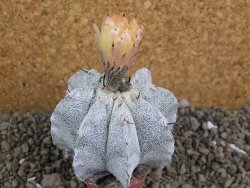 Astrophytum ornatum X Onzuko, pot 5,5 cm