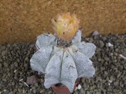 Astrophytum ornatum X Onzuko, pot 5,5 cm - 12399045