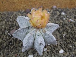 Astrophytum ornatum X Onzuko, pot 5,5 cm - 12399046