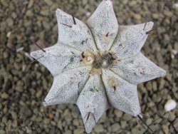 Astrophytum ornatum X Onzuko, pot 5,5 cm - 12399047