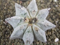 Astrophytum ornatum X Onzuko, pot 5,5 cm - 12399048