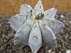 Astrophytum ornatum X Onzuko, pot 5,5 cm - 12399049