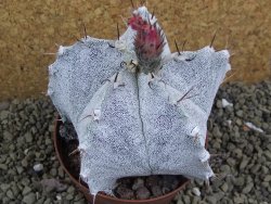Astrophytum ornatum X Onzuko, pot 9 cm