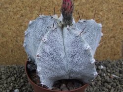 Astrophytum ornatum X Onzuko, pot 9 cm - 12399051