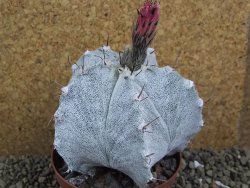 Astrophytum ornatum X Onzuko, pot 9 cm - 12399052