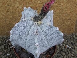 Astrophytum ornatum X Onzuko, pot 9 cm - 12399053