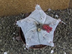 Astrophytum ornatum X Onzuko, pot 9 cm - 12399054