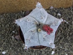 Astrophytum ornatum X Onzuko, pot 9 cm - 12399055