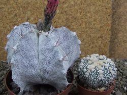 Astrophytum ornatum X Onzuko, pot 9 cm - 12399056