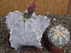 Astrophytum ornatum X Onzuko, pot 9 cm - 12399057