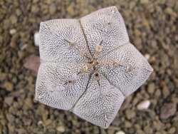 Astrophytum Onzuko pot 5,5 cm - 12399058