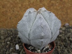 Astrophytum Onzuko pot 5,5 cm - 12399060