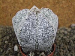 Astrophytum Onzuko pot 5,5 cm - 12399061