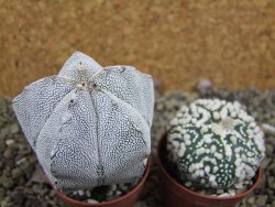 Astrophytum Onzuko pot 5,5 cm - 12399062