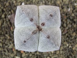 Astrophytum Onzuko quadricostatum pot 5,5 cm