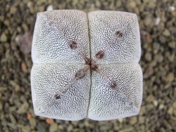 Astrophytum Onzuko quadricostatum pot 5,5 cm - 12399064