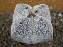 Astrophytum Onzuko quadricostatum pot 5,5 cm - 12399065