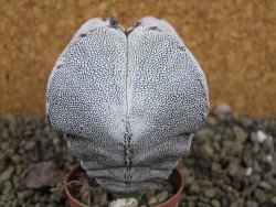 Astrophytum Onzuko quadricostatum pot 5,5 cm - 12399066