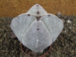 Astrophytum Onzuko quadricostatum pot 5,5 cm - 12399067