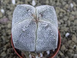 Astrophytum Onzuko quadricostatum pot 5,5 cm - 12399069